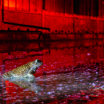© Peter Schütz - Kreuzkröte auf Zollverein bei Nacht