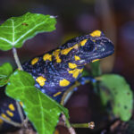 Feuersalamander gut getarnt ist anders - © Peter Schütz